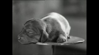 Link to Video | Paul Karl Lieberenz