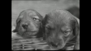 Link to Video | Paul Karl Lieberenz