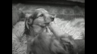 Link to Video | Paul Karl Lieberenz