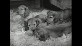 Link to Video | Paul Karl Lieberenz