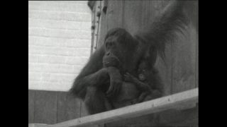 Link to Video | Paul Karl Lieberenz