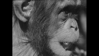 Link to Video | Paul Karl Lieberenz, Kamerun