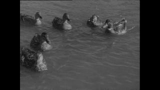 Link to Video | Paul Karl Lieberenz