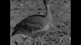 Link to Video | Paul Karl Lieberenz