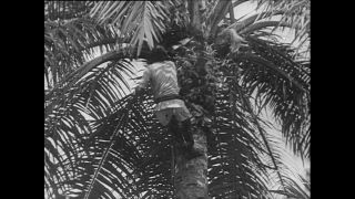 Link to Video | Paul Karl Lieberenz