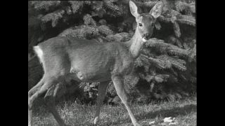 Link to Video | Paul Karl Lieberenz