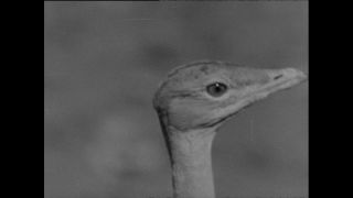 Link zum Video | Paul Lieberenz