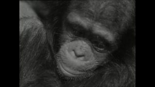 Link to Video | Paul Karl Lieberenz