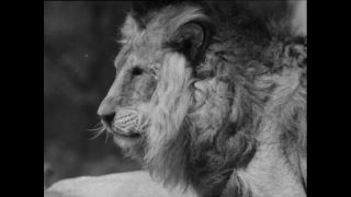 Link zum Video | Paul Lieberenz