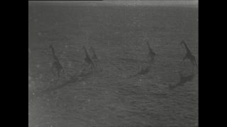 Link to Video | Paul Karl Lieberenz, airplane, Kamerun