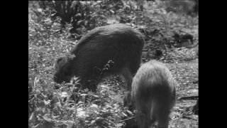 Link to Video | Paul Karl Lieberenz