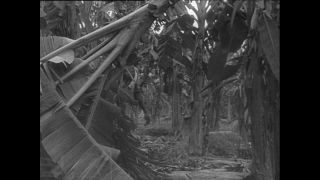 Link to Video | Paul Karl Lieberenz