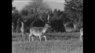 Link to Video | Paul Karl Lieberenz