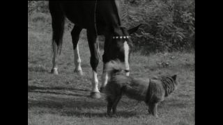 Link to Video | Paul Karl Lieberenz