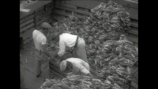 Link to Video | Paul Karl Lieberenz