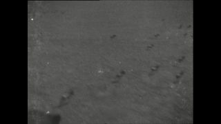 Link to Video | Paul Karl Lieberenz, Kamerun