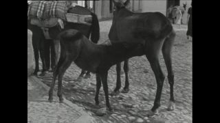 Link to Video | Paul Karl Lieberenz