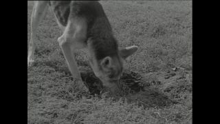 Link to Video | Paul Karl Lieberenz