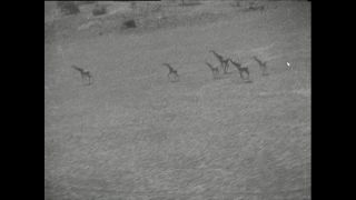 Link to Video | Paul Karl Lieberenz, Kamerun