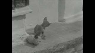 Link to Video | Paul Karl Lieberenz