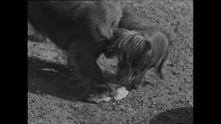 Link to Video | Paul Karl Lieberenz