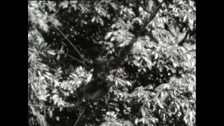 Link to Video | Paul Karl Lieberenz, Africa, Pygmy people, YouTube, 1920s, black and white, YouTube