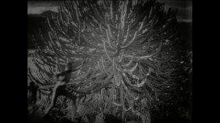 Link to Video | Paul Karl Lieberenz