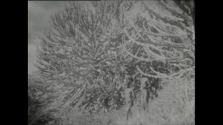 Link to Video | Paul Karl Lieberenz