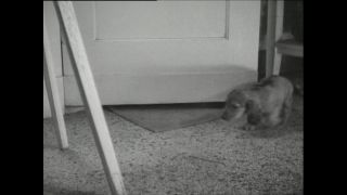 Link to Video | Paul Karl Lieberenz