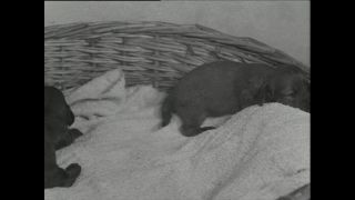 Link to Video | Paul Karl Lieberenz