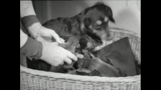 Link to Video | Paul Karl Lieberenz