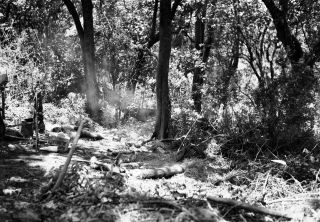 Link zum Foto | Kamerun, Paul Lieberenz, Afrika, Schwarzweißfotografie, Kamerun, Kolonisation, Schwarzweiß