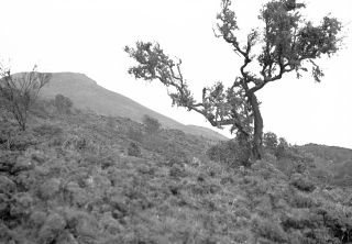 Link zum Foto | Kamerun, Paul Lieberenz, Afrika, Schwarzweißfotografie, Kamerun, Kolonisation, Schwarzweiß