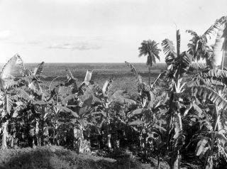 Link zum Foto | Kamerun, Paul Lieberenz, Afrika, Schwarzweißfotografie, Kamerun, Kolonisation, Schwarzweiß