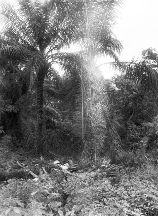 Link zum Foto | Kamerun, Paul Lieberenz, Afrika, Schwarzweißfotografie, Kamerun, Kolonisation, Schwarzweiß