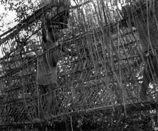 Link zum Foto | Kamerun, Paul Lieberenz, Afrika, Kamerun, Kolonisation