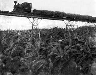 Link zum Foto | Kamerun, Paul Lieberenz, Afrika, Kamerun, Kolonisation