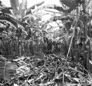 Link zum Foto | Kamerun, Paul Lieberenz, Afrika, Kamerun, Kolonisation