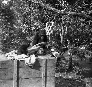 Link zum Foto | Kamerun, Paul Lieberenz, Afrika, Kamerun, Kolonisation