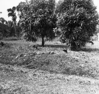 Link zum Foto | Kamerun, Paul Lieberenz, Afrika, Kamerun, Kolonisation