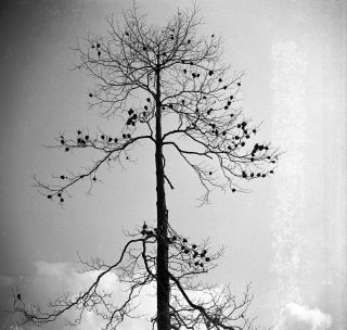 Link zum Foto | Kamerun, Paul Lieberenz, Afrika, Kamerun, Kolonisation