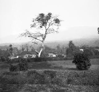 Link zum Foto | Kamerun, Paul Lieberenz, Afrika, Kamerun, Kolonisation