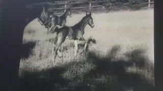 Link to Video | horse stud farm, Paul Karl Lieberenz, horse breeding, Equidae, Germany, 1950s, Bad Homburg vor der Höhe, Erlenhof Stud Farm
