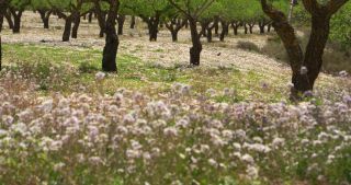 Link to Video | Spain, Alicante, Land of Valencia, Dénia