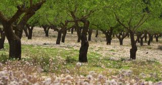 Link zum Video | Spanien, Alicante, Valencianische Gemeinschaft, Dénia