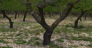 Link zum Video | Spanien, Alicante, Valencianische Gemeinschaft, Dénia