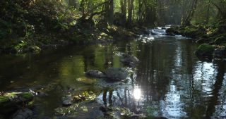 Link to Video | Rhineland-Palatinate, autumn, Kleine Dhron, stream, Heidenburg, Thalfang am Erbeskopf, Bernkastel-Wittlich