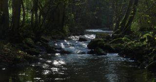 Link to Video | Rhineland-Palatinate, autumn, Kleine Dhron, stream, Heidenburg, Thalfang am Erbeskopf, Bernkastel-Wittlich