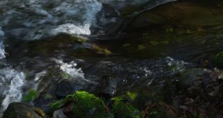 Link to Video | Rhineland-Palatinate, autumn, Kleine Dhron, stream, Heidenburg, Thalfang am Erbeskopf, Bernkastel-Wittlich