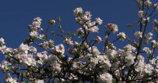Link to Video | landscape, Saarland, spring, Germany, 4K resolution, 2020, flower, apple tree